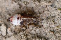 Deraeocoris flavilinea