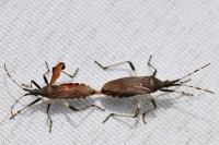 Dicranocephalus albipes