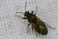 Heterogaster urticae