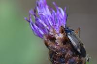Adelphocoris seticornis