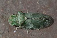 Ledra aurita