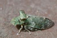Ledra aurita