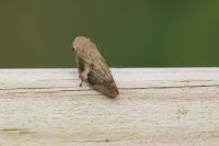 Aphrophora alni