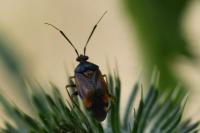 Deraeocoris ruber