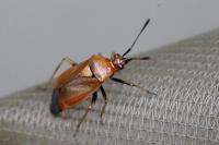 Deraeocoris ruber