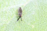 Heterotoma planicornis