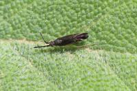 Heterotoma planicornis