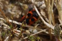Pyrrhocoris apterus
