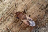 Megalonotus emarginatus