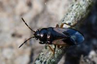 Megalonotus praetextatus