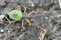 Gonocerus acuteangulatus