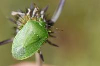 Nezara viridula