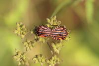 Graphosoma italicum