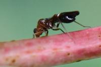 Mimocoris