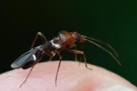 Mimocoris
