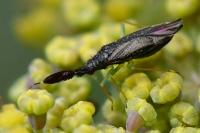 Heterotoma planicornis