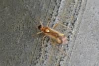 Campyloneura virgula