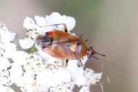 Deraeocoris ruber