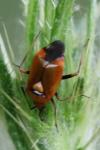 Deraeocoris ruber
