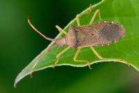 Gonocerus acuteangulatus