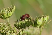 Graphosoma italicum