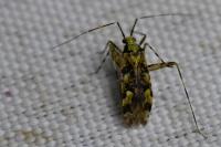 Phytocoris tiliae