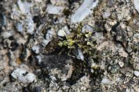 Phytocoris tiliae