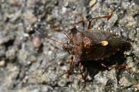 Pentatoma rufipes