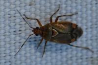 Deraeocoris flavilinea