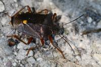 Pentatoma rufipes