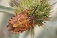 Carpocoris purpureipennis