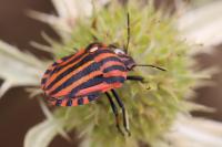 Graphosoma italicum