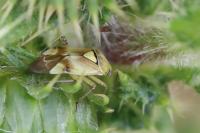 Lygus pratensis