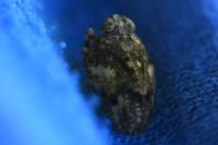 Issus coleoptratus
