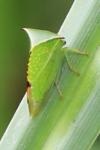 Stictocephala alta