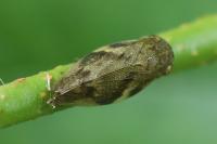 Aphrophora alni