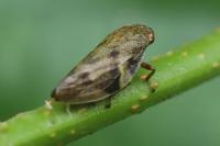 Aphrophora alni