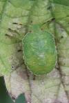 Palomena prasina