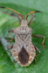 Coreus marginatus