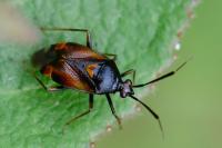 Deraeocoris ruber