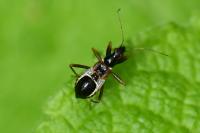 Himacerus mirmicoides