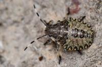 Rhaphigaster nebulosa