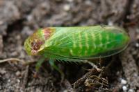 Iassus scutellaris