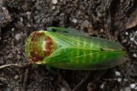 Iassus scutellaris