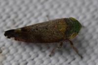 Fieberiella florii