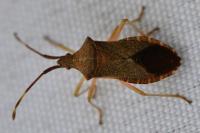 Gonocerus acuteangulatus