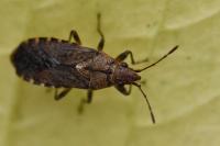 Orsillus depressus