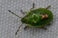 Cyphostethus tristriatus