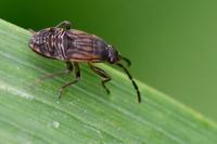 Peritrechus