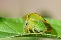 Stictocephala alta